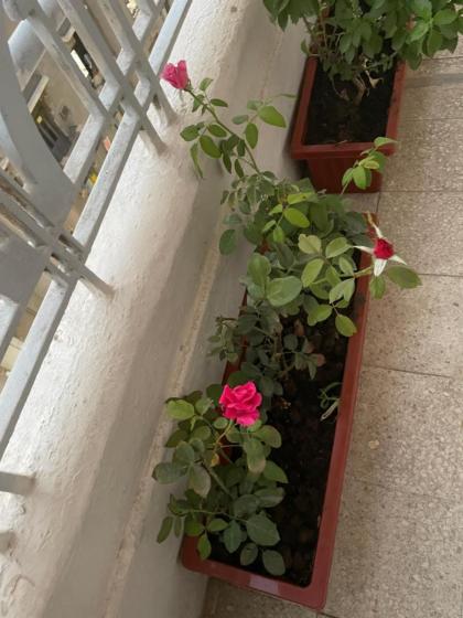 Central Cairo Hotel - image 7