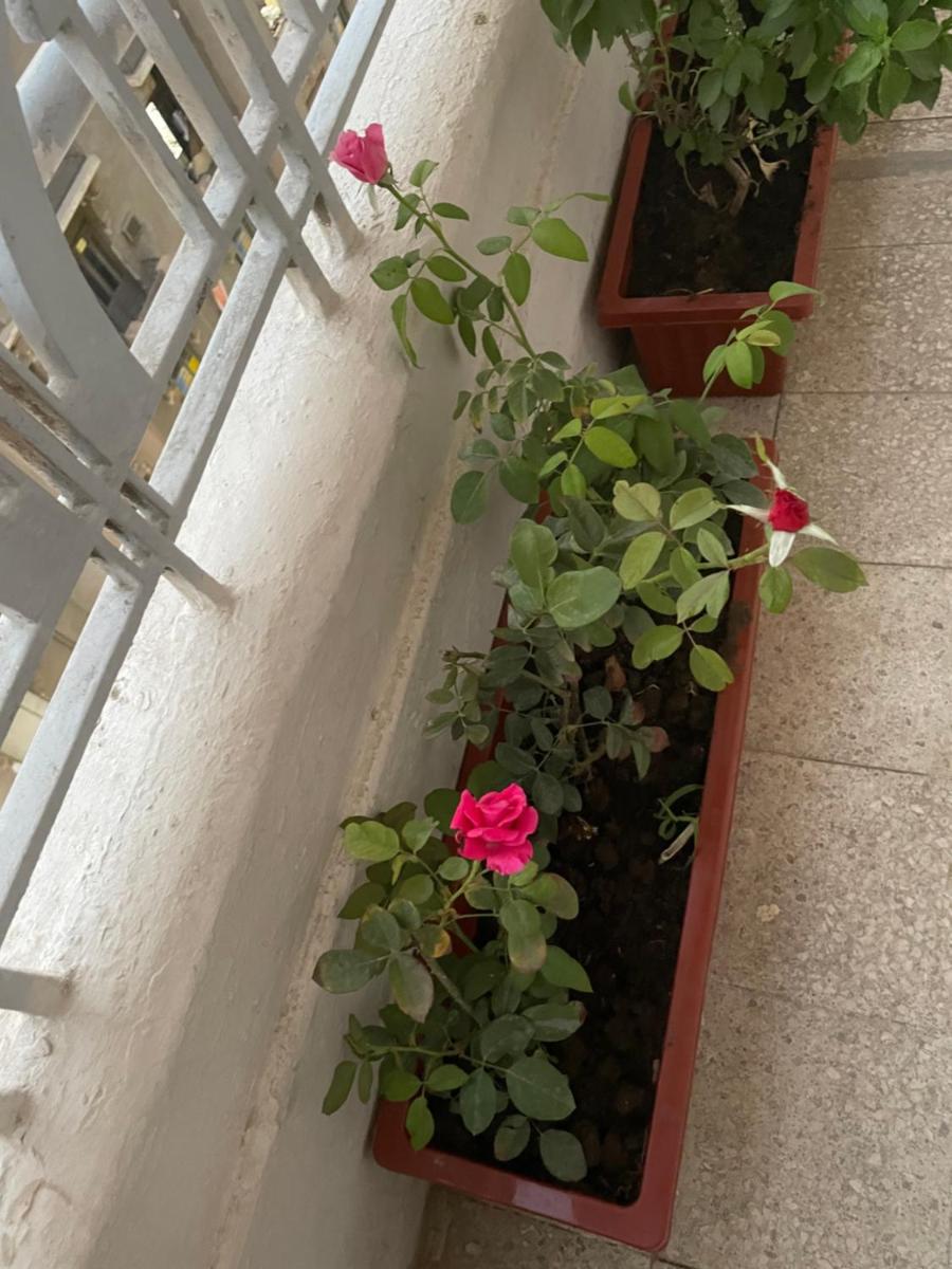 Central Cairo Hotel - image 7